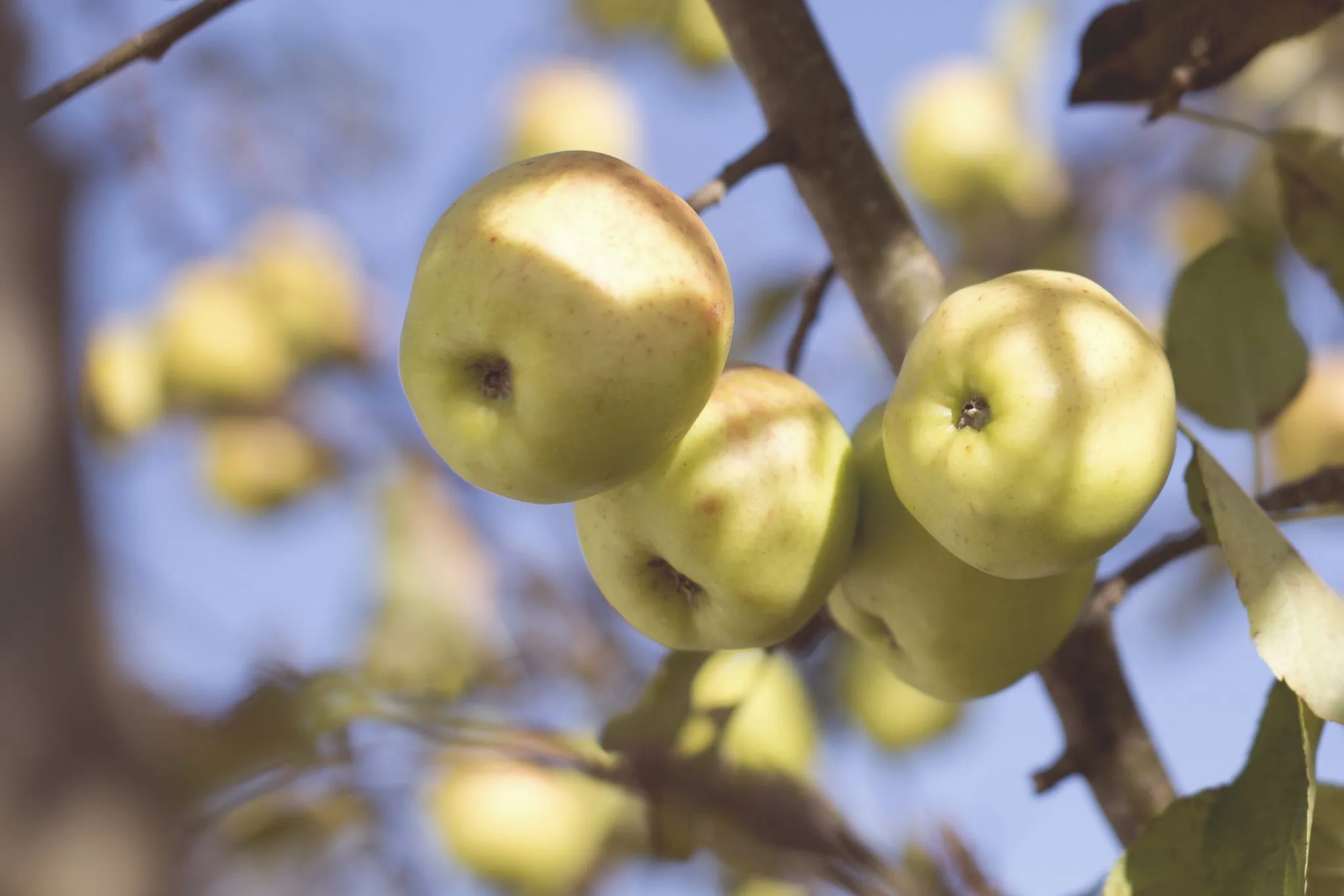 Spiritual Fruit vs. Self-Righteous Works