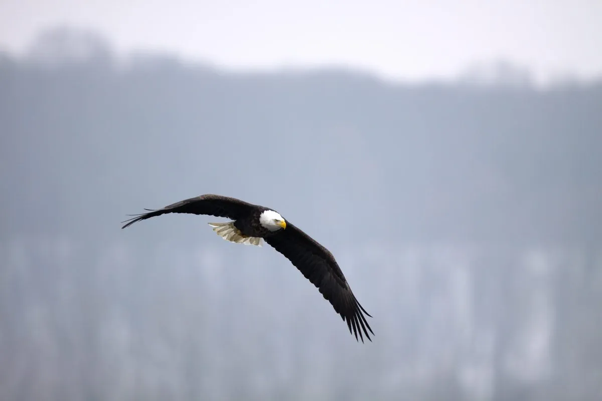 Stirring the Nest: An Eagle’s lesson on God’s Love