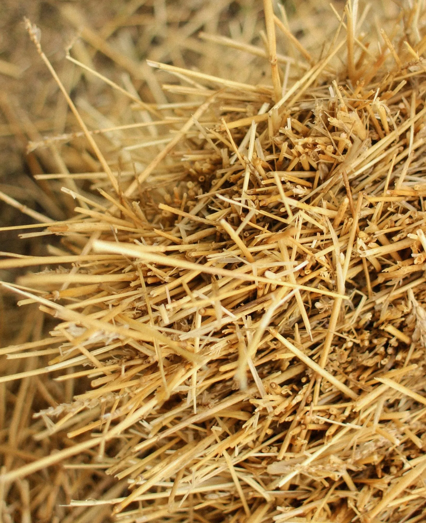Is the Book of James Really ‘An Epistle of Straw’?
