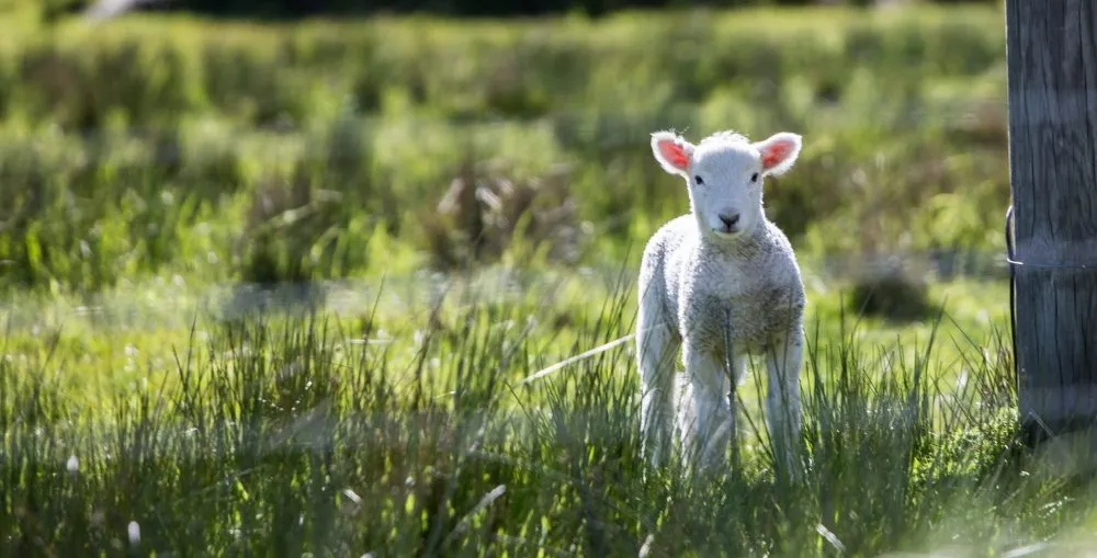 Why Gentleness in Ministry Matters More Than You Think