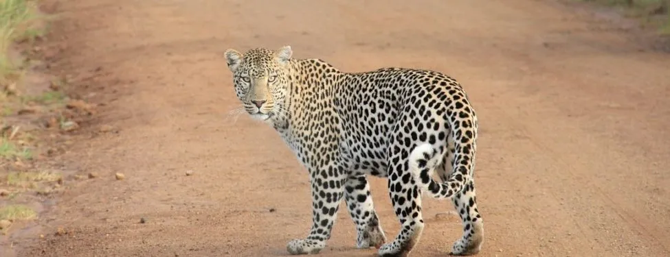 Can the Ethiopian Change His Skin or a Leopard His Spots?  How Postmodernity Has Led to a Culture of Hypocrisy