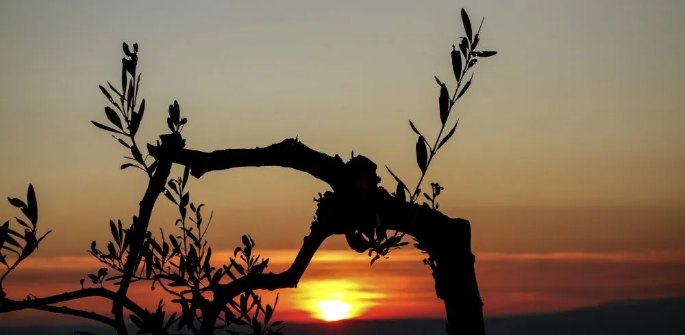 What is Covenant Theology? Here are Two New Resources You Don’t Want to Miss