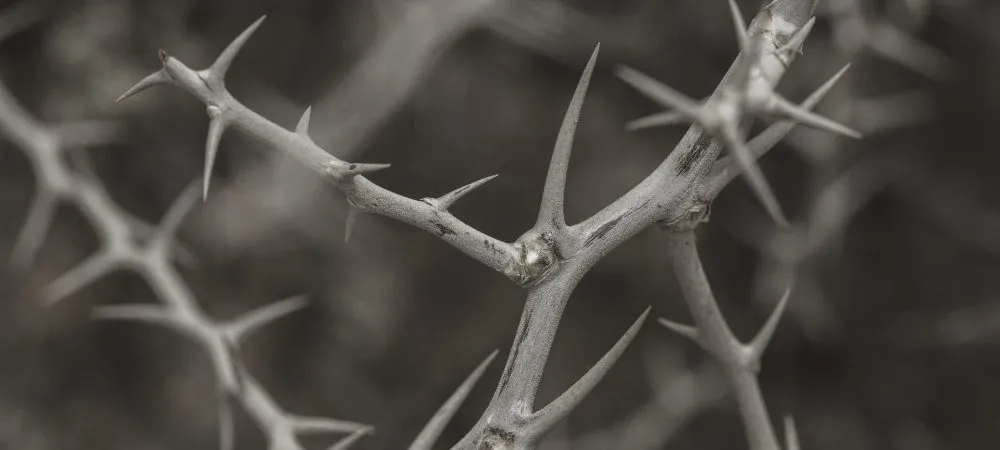 Yes, There are ‘Thorns’ in Vocational Ministry Too
